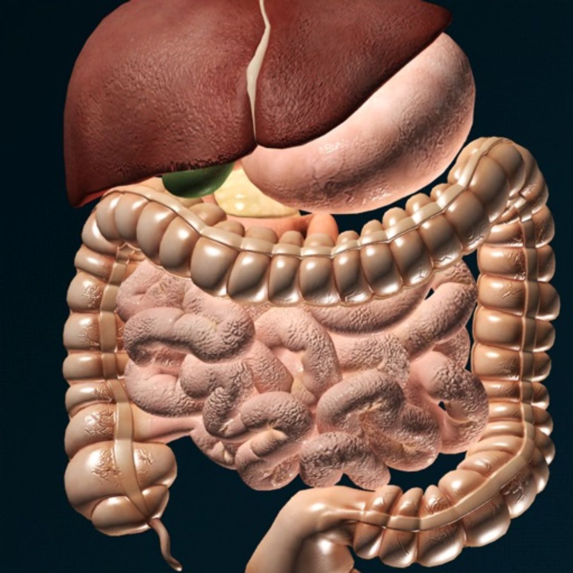 App ORGANS 3D (ANATOMY)