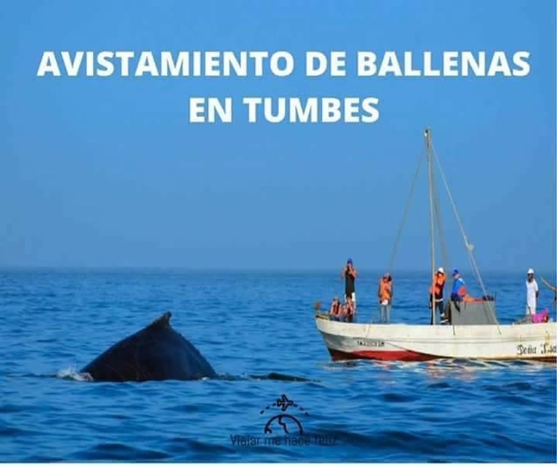 Lugar AVISTAMIENTO DE BALLENAS TUMBES