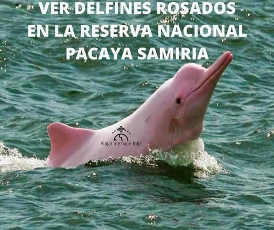 Lugar DELFINES ROSADOS EN LA RESERVA NACIONAL PACAYA SAMIRIA