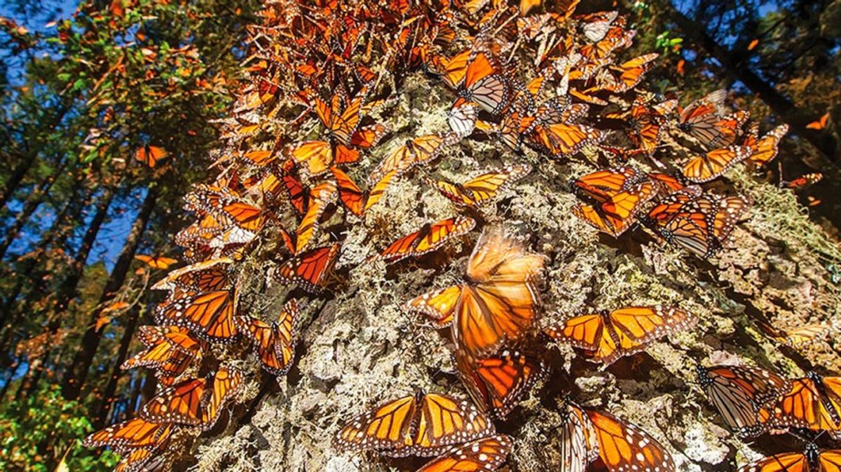 Place Reserva de la Biósfera Santuario Mariposa Monarca