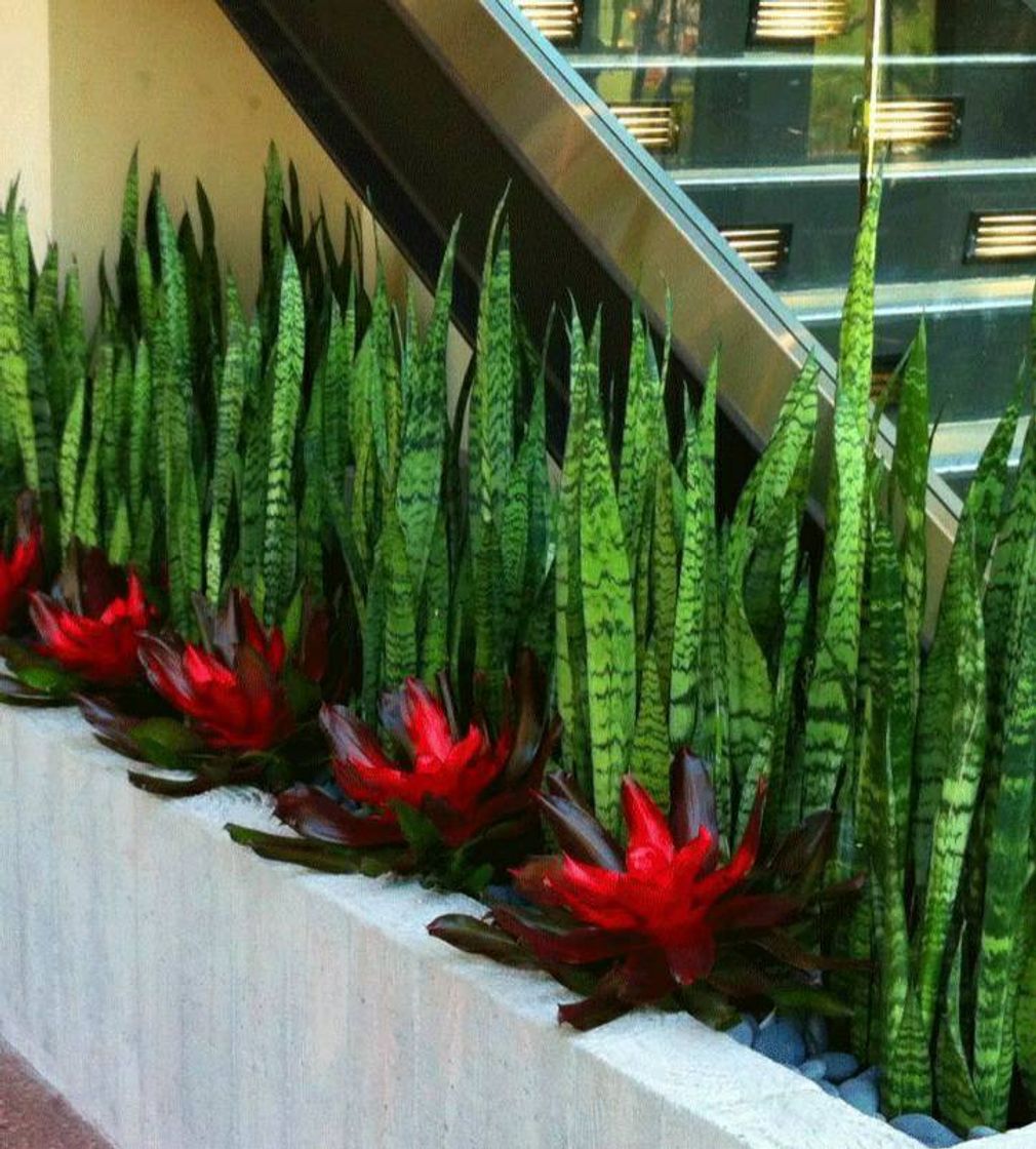 Social Planta de interior - Planta para la casa o la oficina -