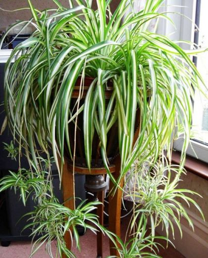 Wmchiwan 2Pcs Chlorophytum Comosum Imitación Vegetación Hogar Hotel Decoración Artificial Araña Planta
