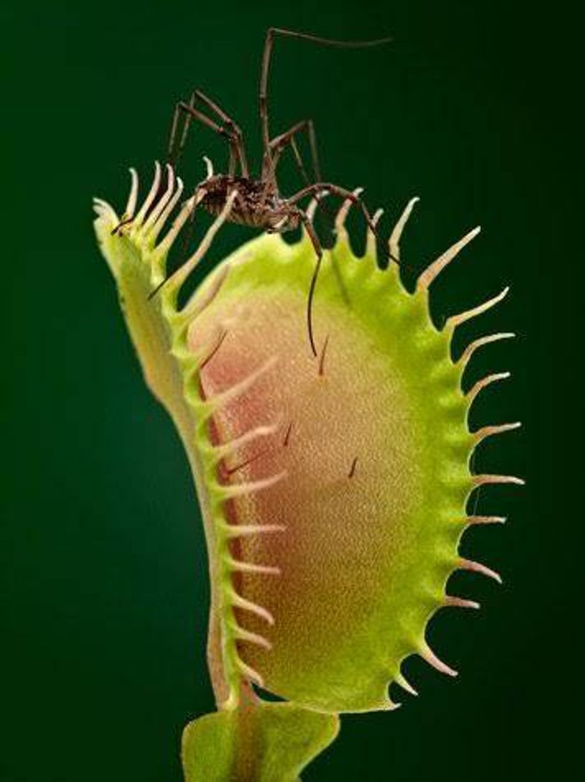 Moda Documental sobre plantas carnívoras 