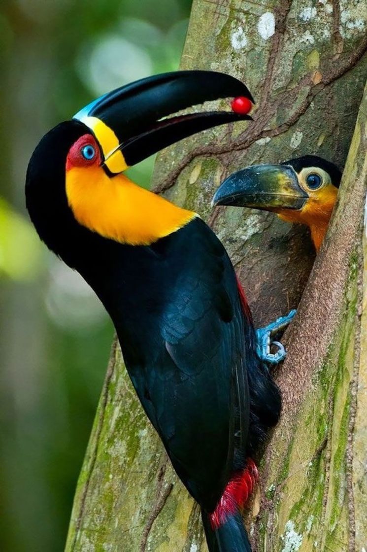 Social Animais