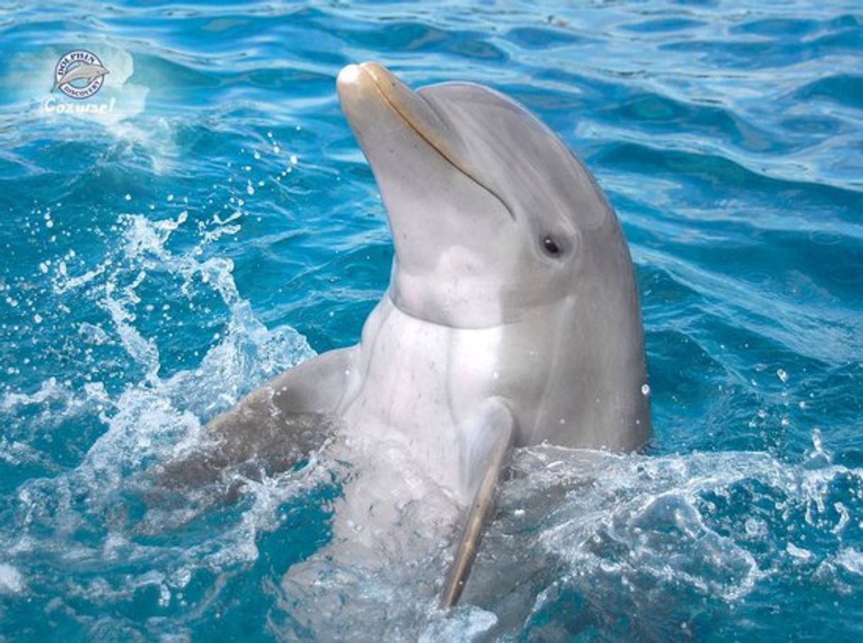 Place Dolphin discovery