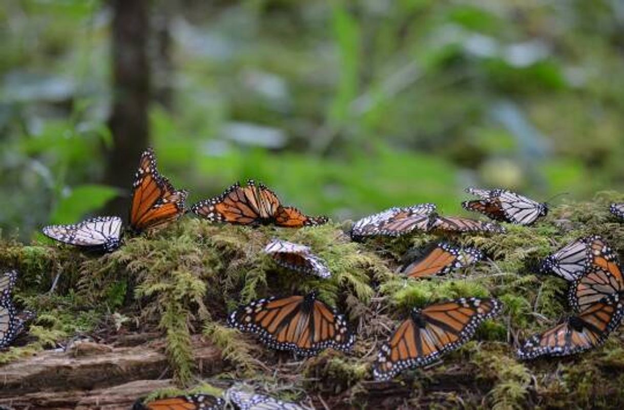 Place Santuario de la Mariposa Monarca Sierra Chincua