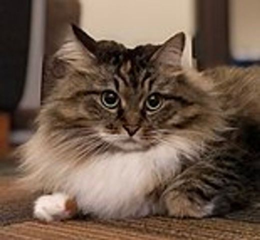 Siberian cat - Wikipedia