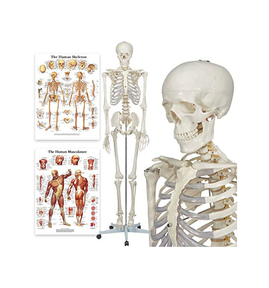 Producto Elementary Anatomy 1021930, Modelo Anatómico de Esqueleto Humano, Incluyendo dos Gráficos