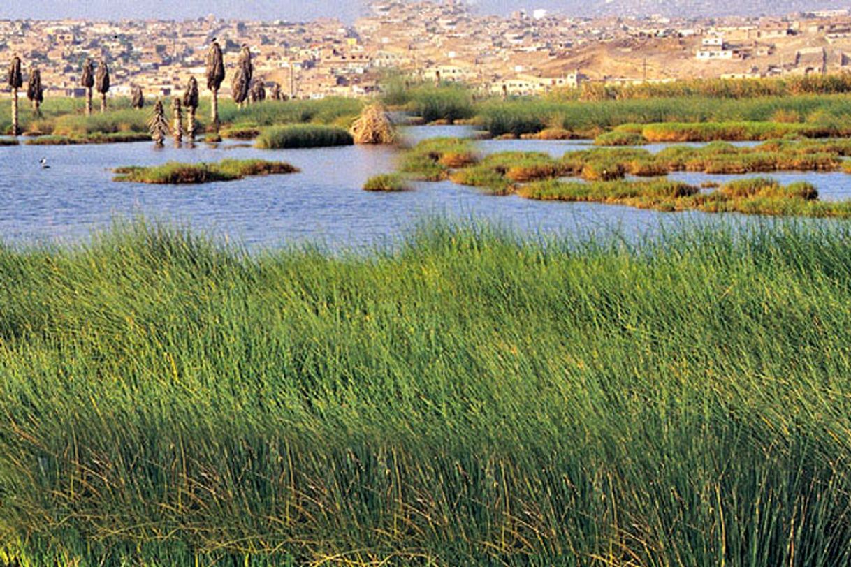 Lugar Los Pantanos de Villa