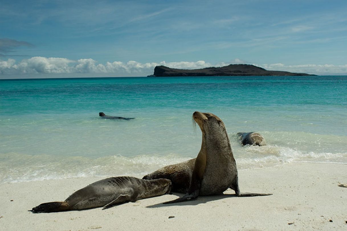 Place Galapagos