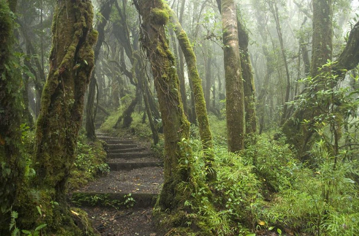 Place Parque Nacional Braulio Carrillo