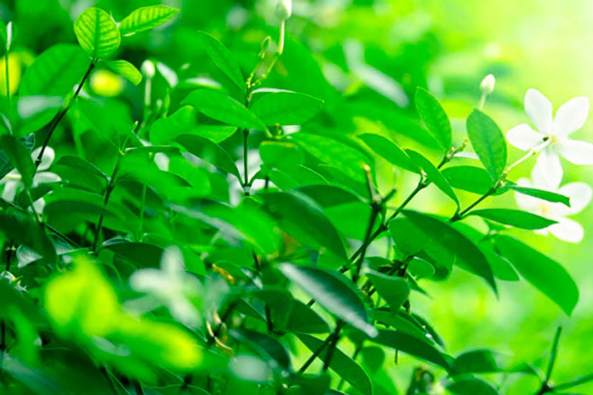 Moda Felicidad y plantas 