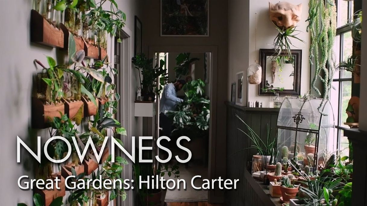 Fashion Great Gardens: step into Hilton Carter's houseplant paradise ...