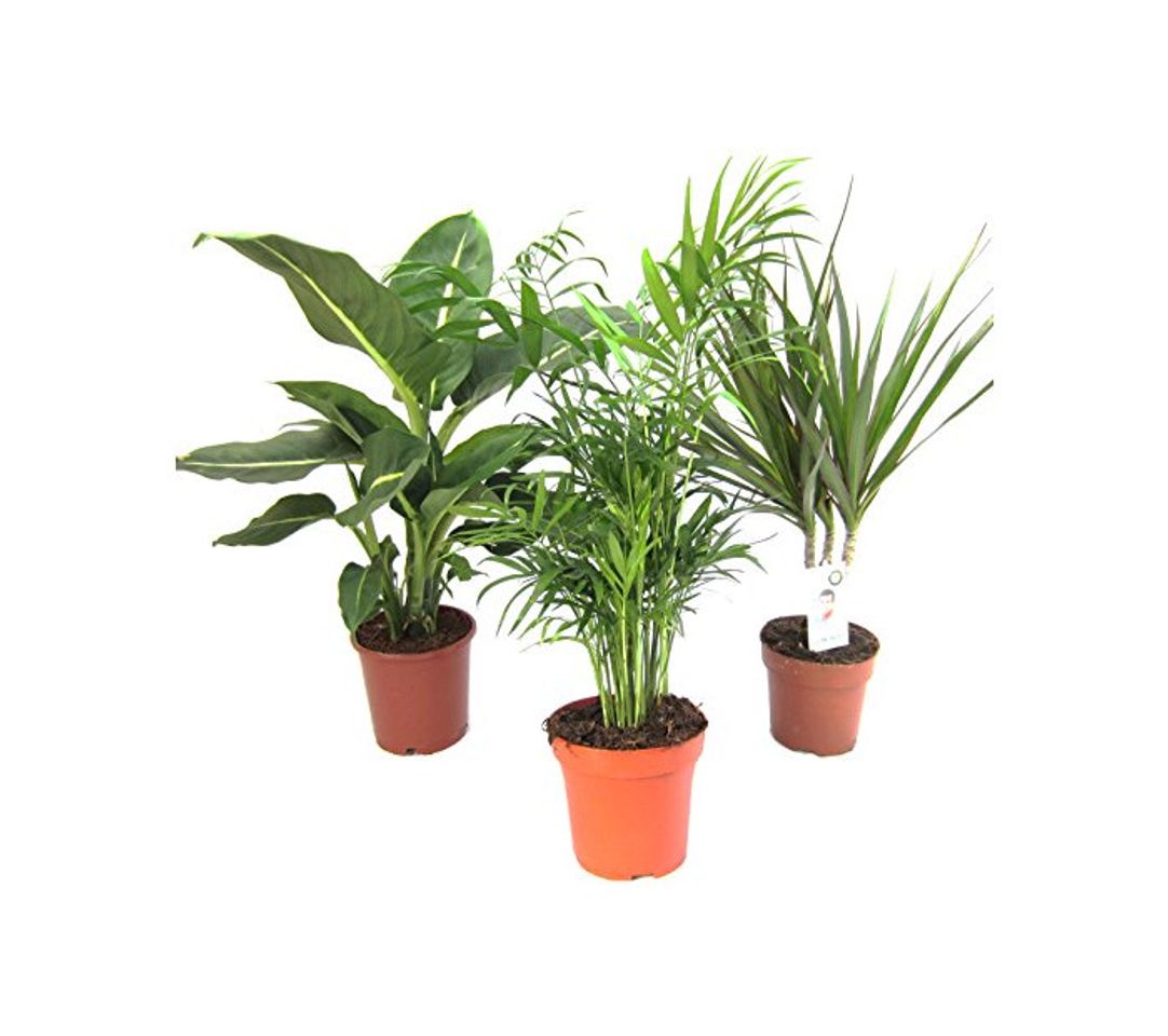 Producto Plantas de Mix II Juego de 3