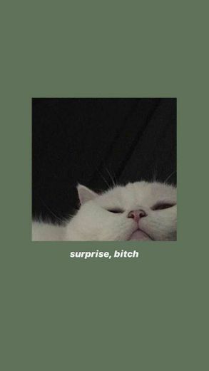 Fondo de gatito "surprise bitch"