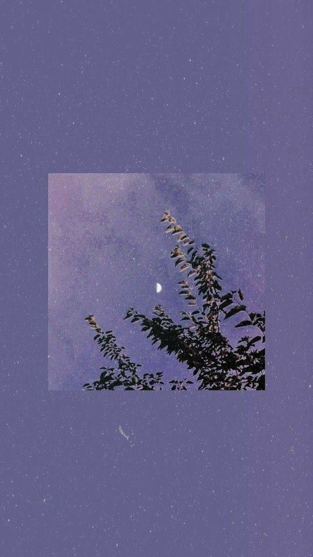 Fondo morado