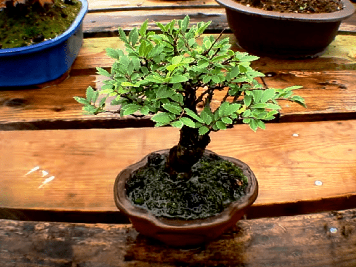 Producto Bonsai - Olmo chino, 5 Años