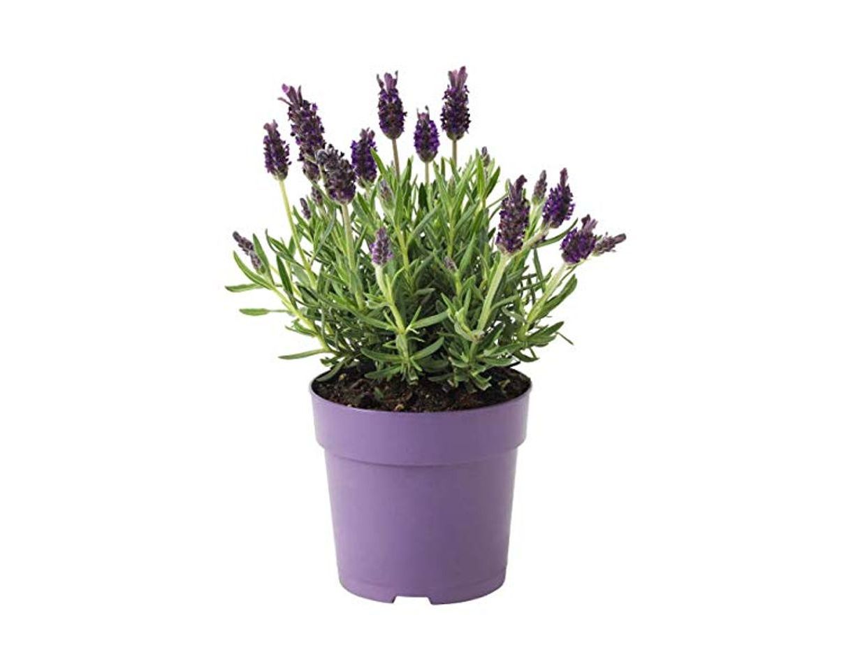 Social Lavanda Natural Planta en Maceta Pequeña 10cm Planta Ornamental y Decorativa