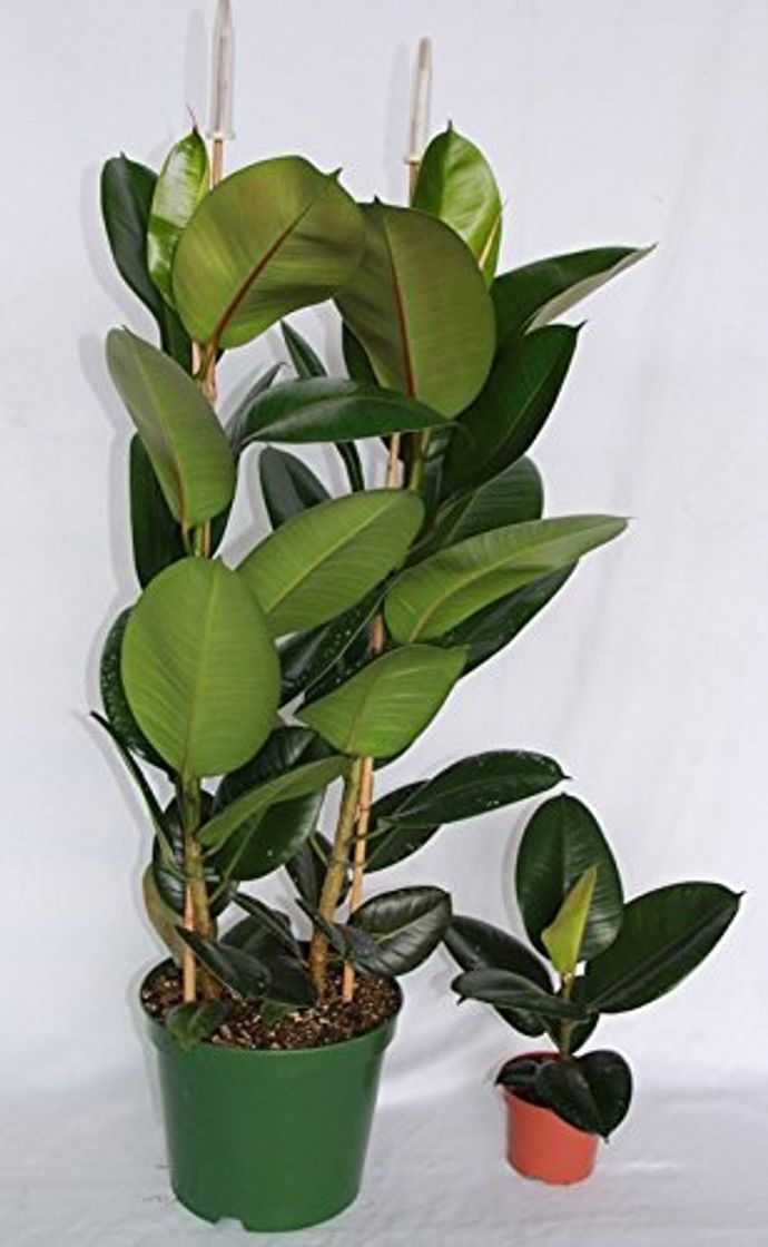 Producto Ficus Robusta