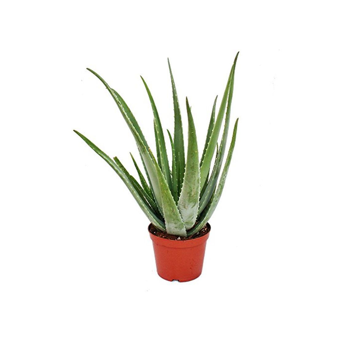 Social Aloe Vera Natural Planta en Maceta Pequeña muy Resistente Sábila Aloe Barbadensis