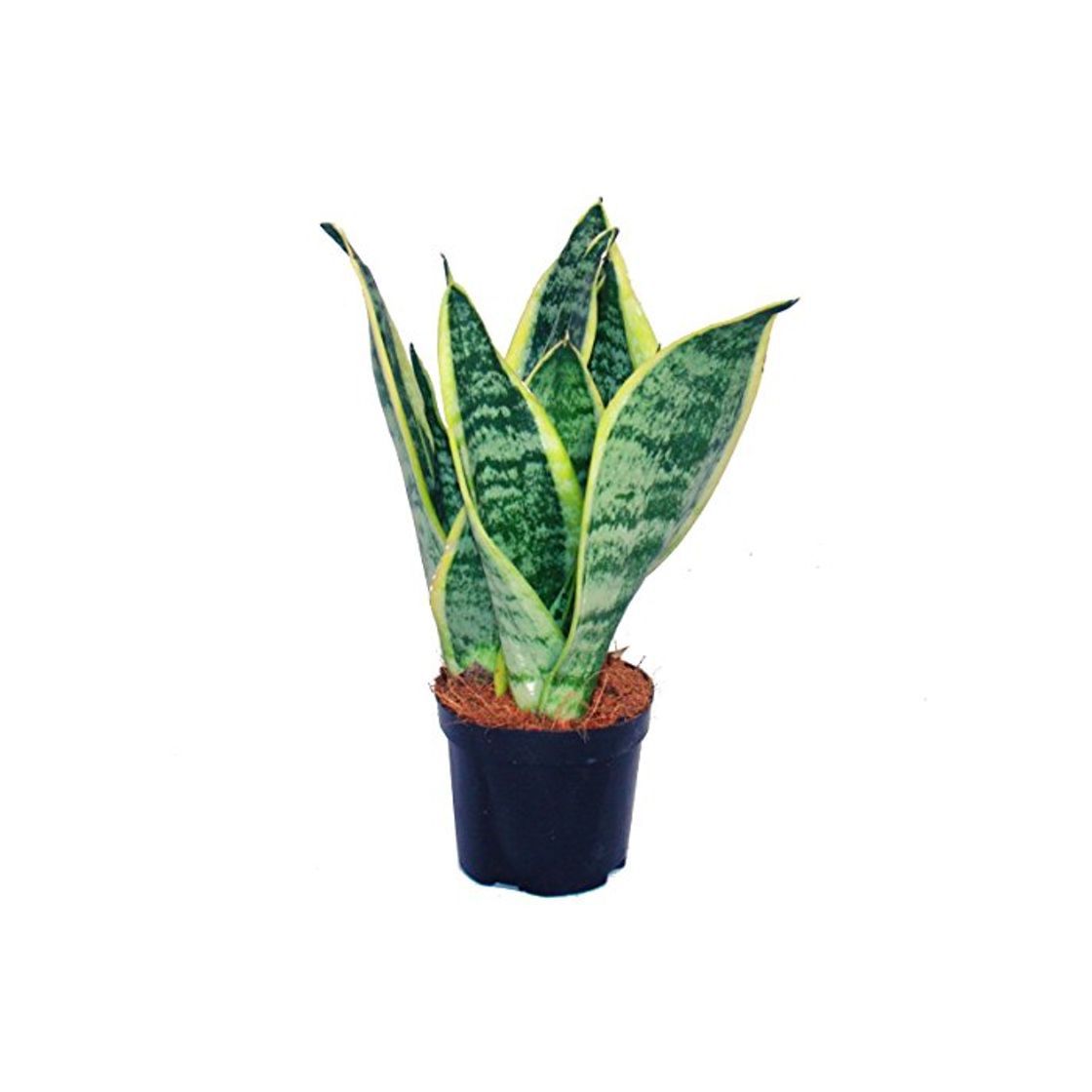 Social Sansevieria trifasciata