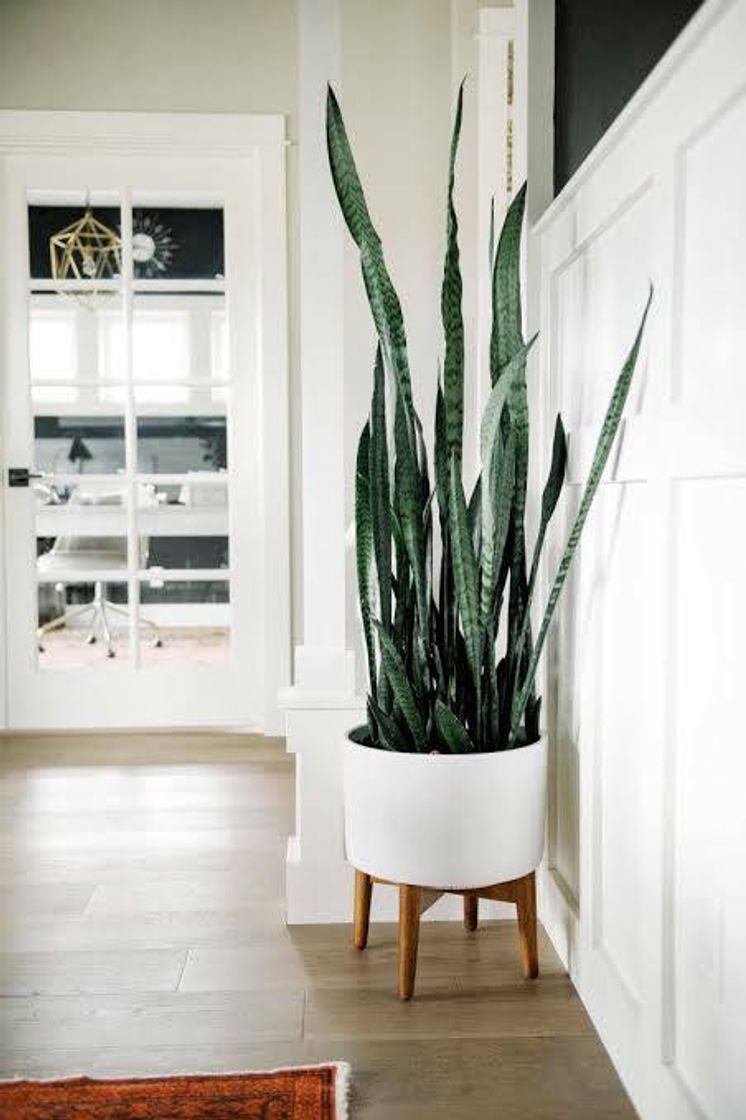 Social Sansevieria trifasciata - 19cm pot - total height