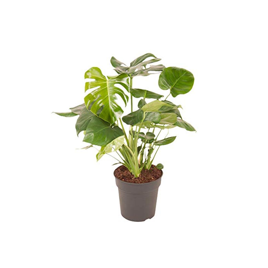Social Planta de interior de Botanicly - Hoja de ventana - Altura