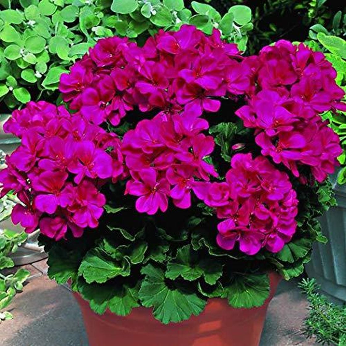 Social SummerRio Semillas de geranio Bonsai perennes Bonsai Semillas de plantas Semillas