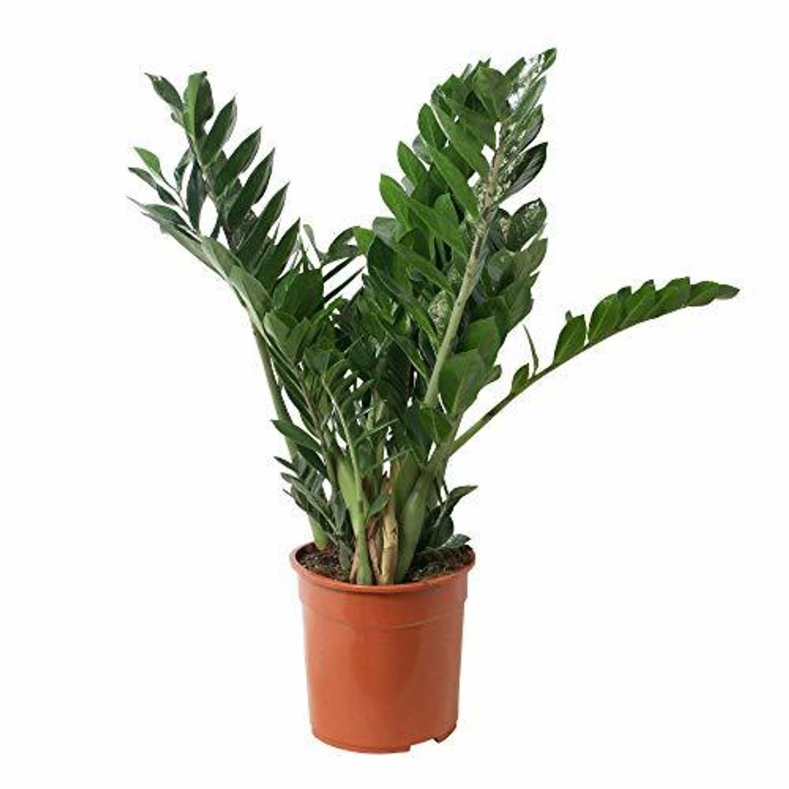 Social Zamia Palmera Zamioculcas zamiifolia 60cm