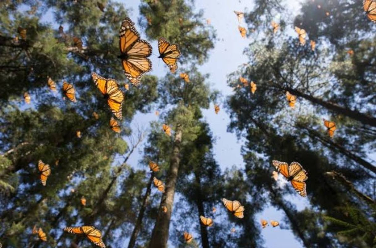 Place Reserva de la Biósfera Santuario Mariposa Monarca