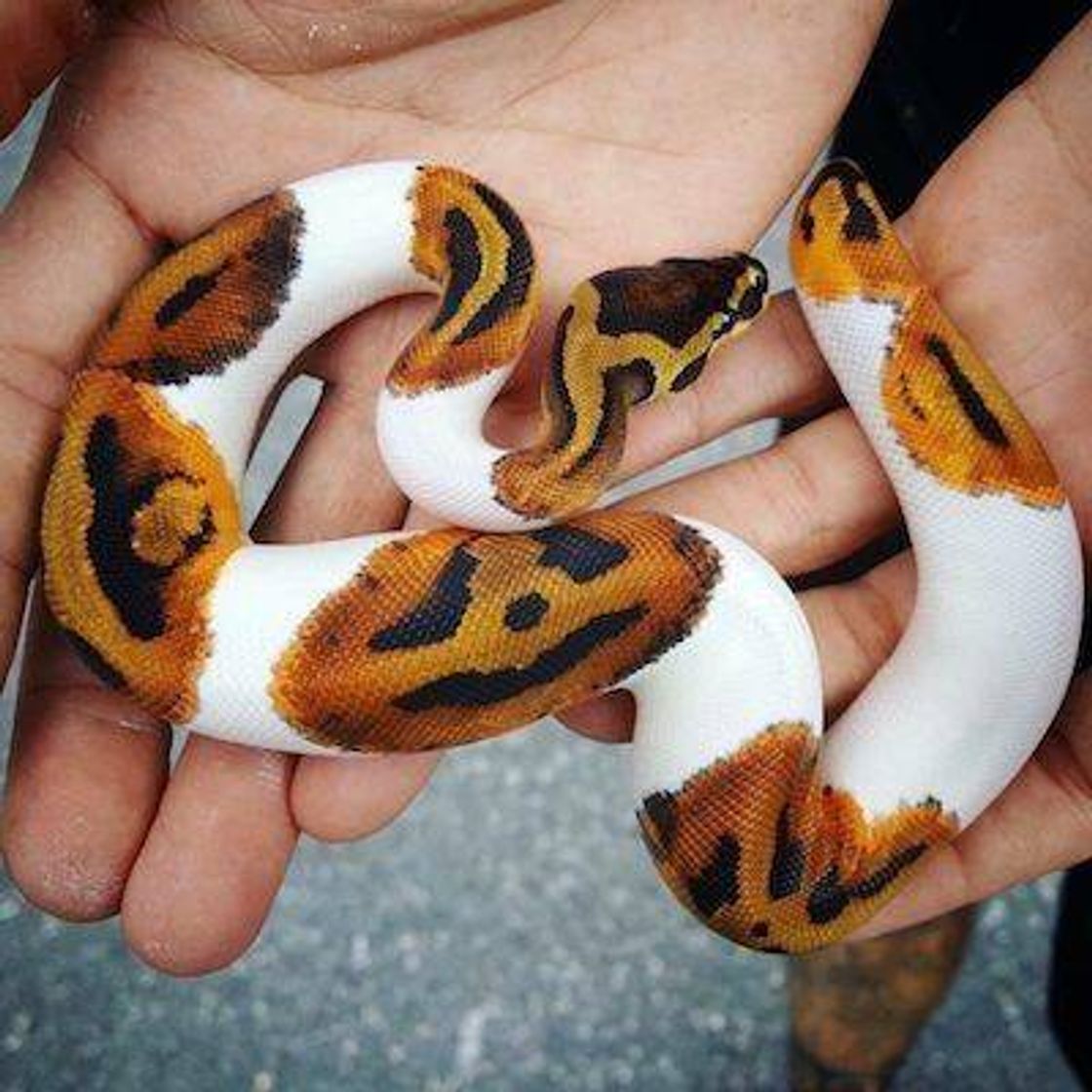 Moda Pied ball python