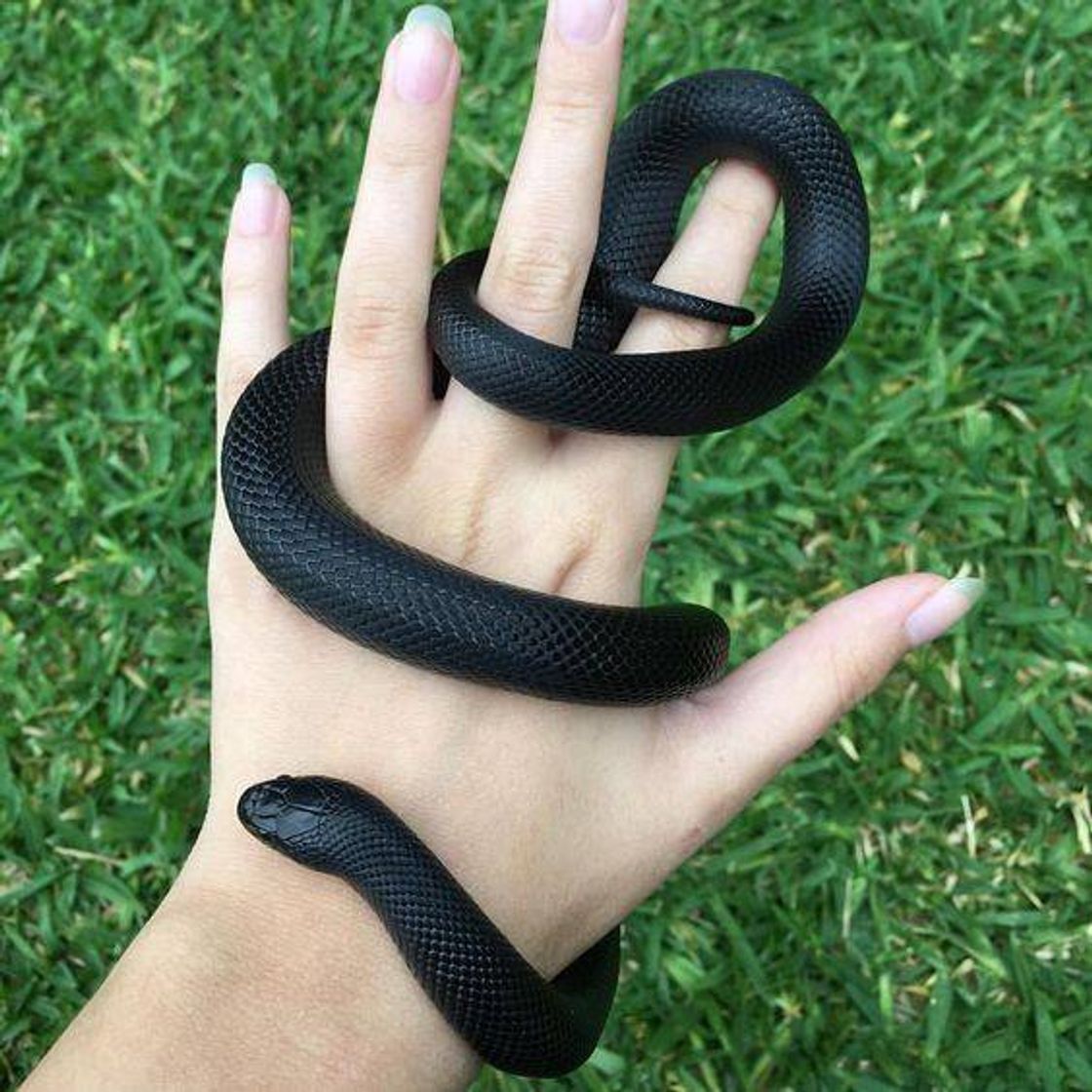 Moda Black Kingsnake