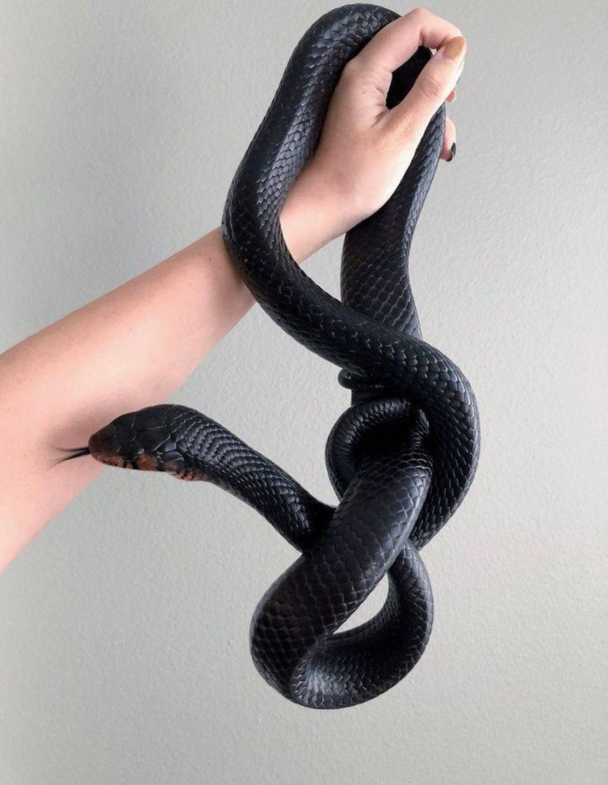 Moda Black Kingsnake