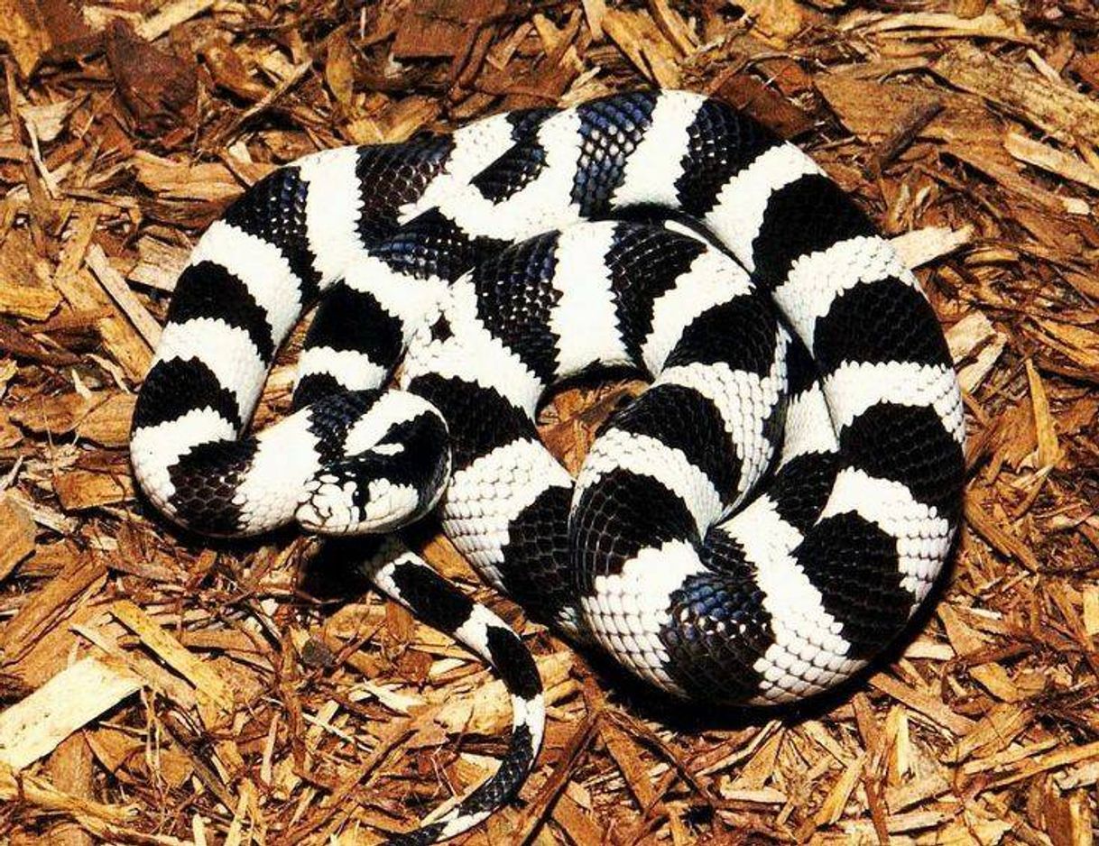 Moda Kingsnake Califórnia