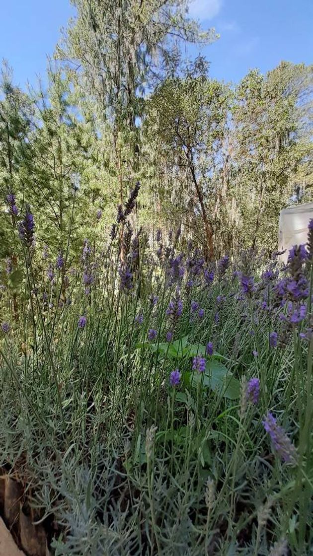 Lugar Rancho San Martín Lavanda