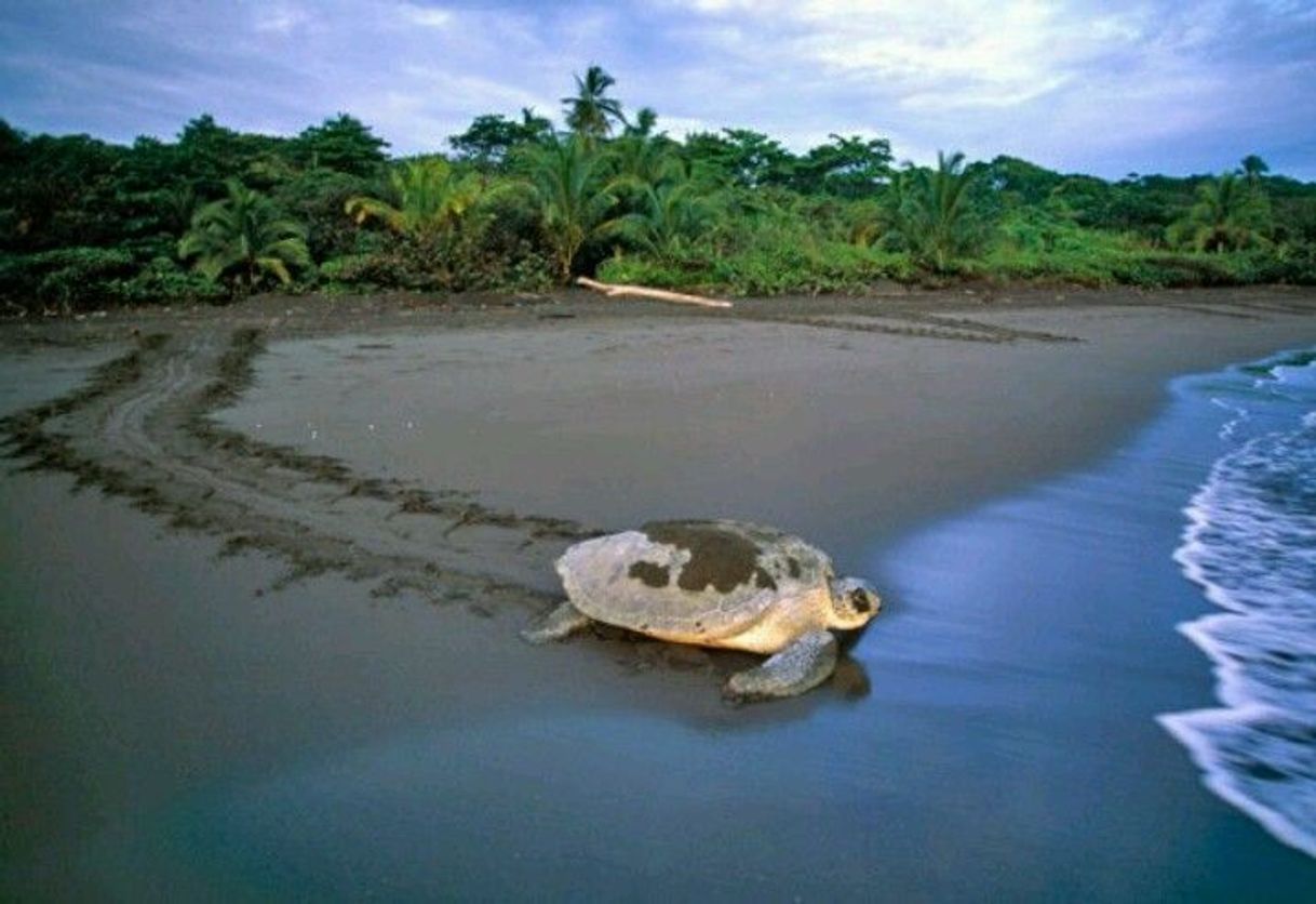 Lugar Tortuguero National Park