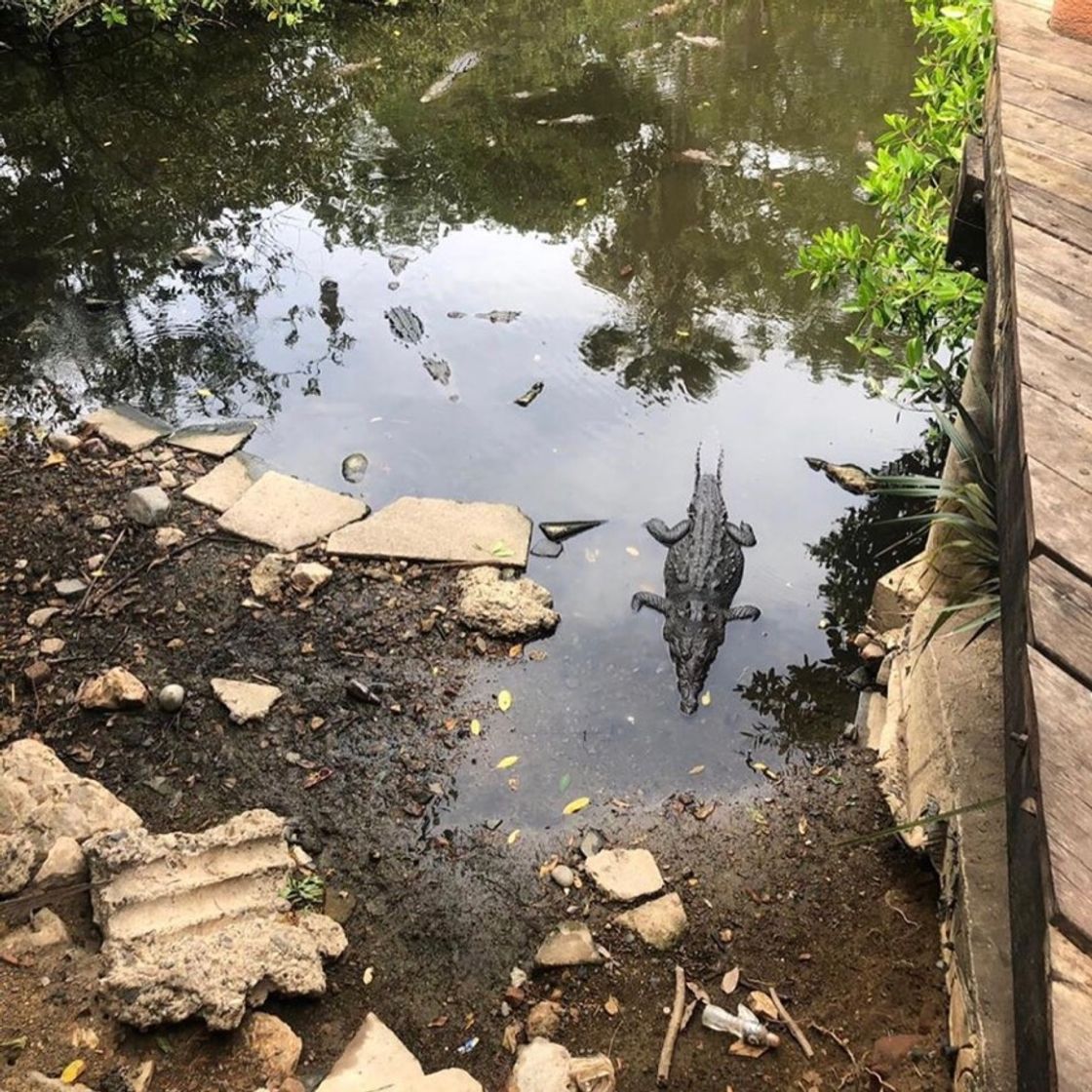 Place Cocodrilario de Playa Linda