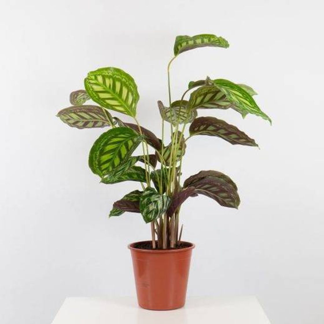 Fashion Calathea Roseopicta