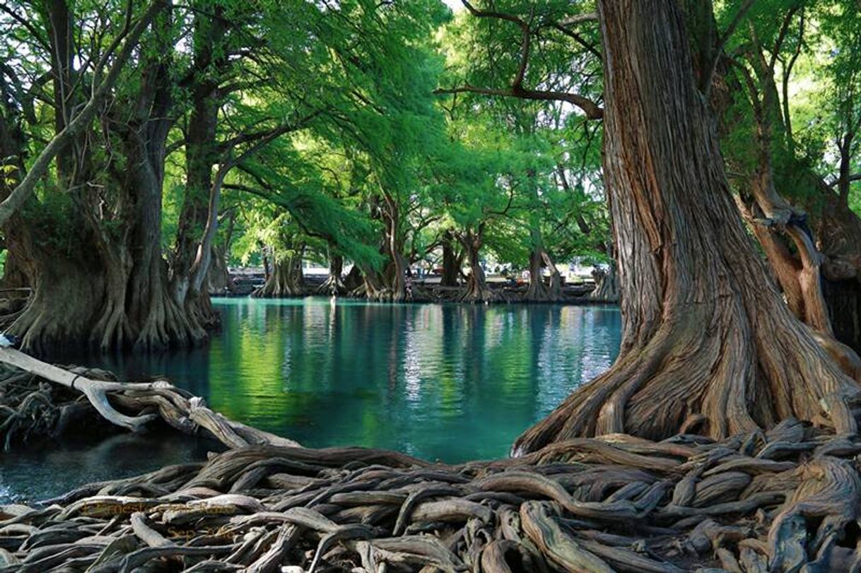 Lugar Lago de Camécuaro