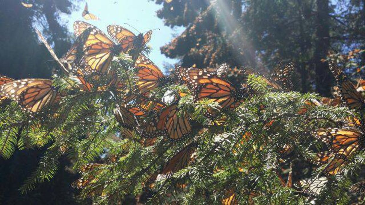Lugar Reserva de la Biósfera Santuario Mariposa Monarca