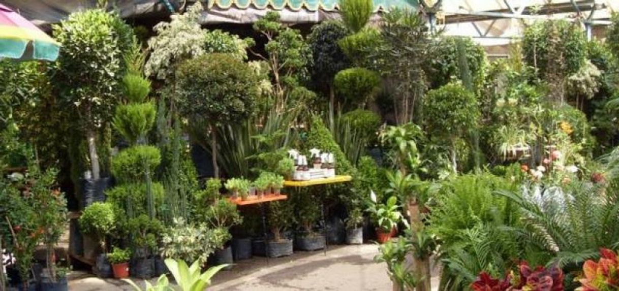 Lugar Mercado de Plantas y Flores de Cuemanco