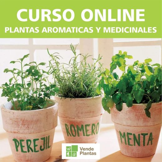  «Domina el Cultivo de las Plantas Aromaticas y Medicinales 