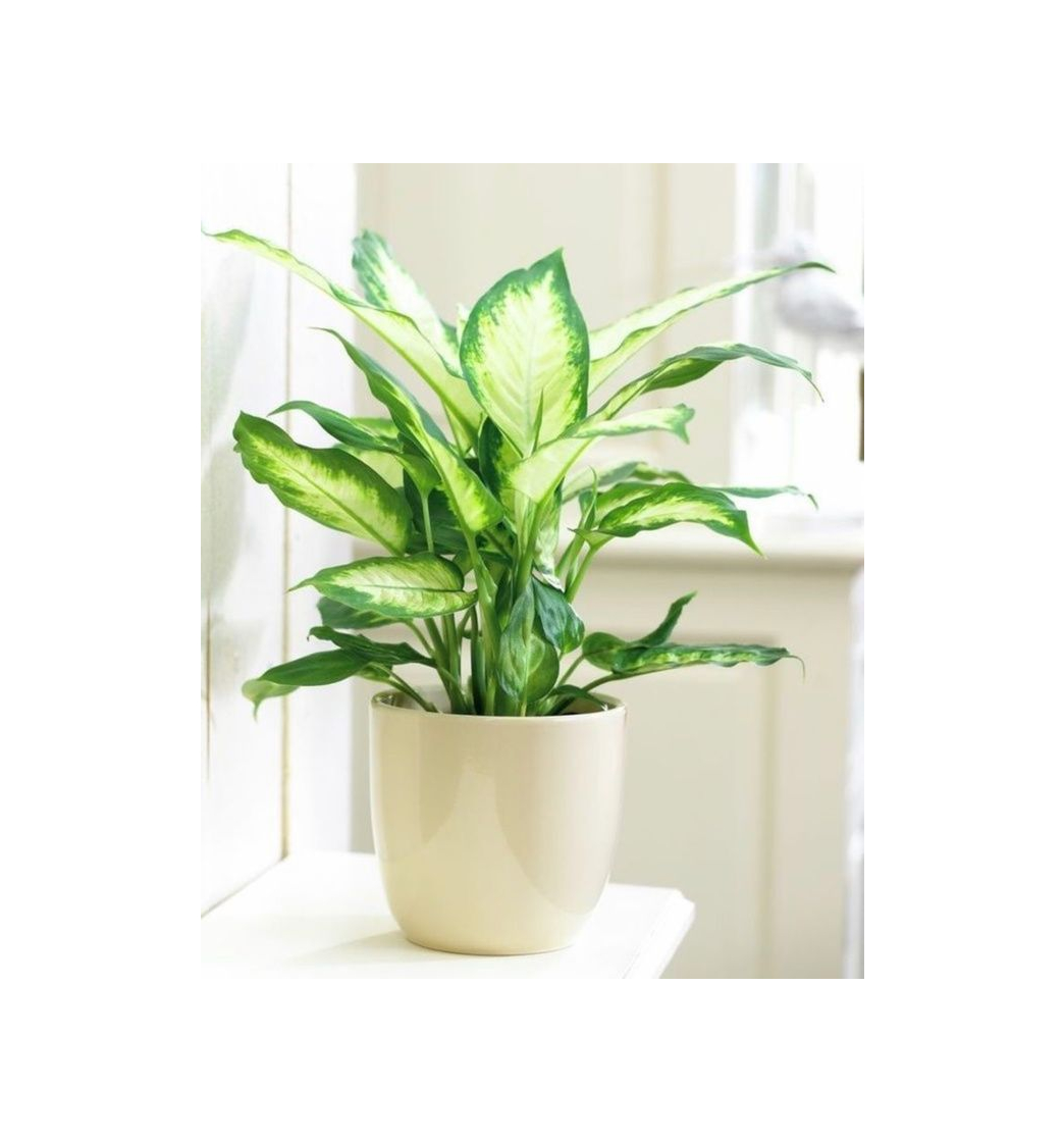 Social Geko 1 Pieza Mediana 40 cm Dieffenbachia Artificial Planta Oscuro