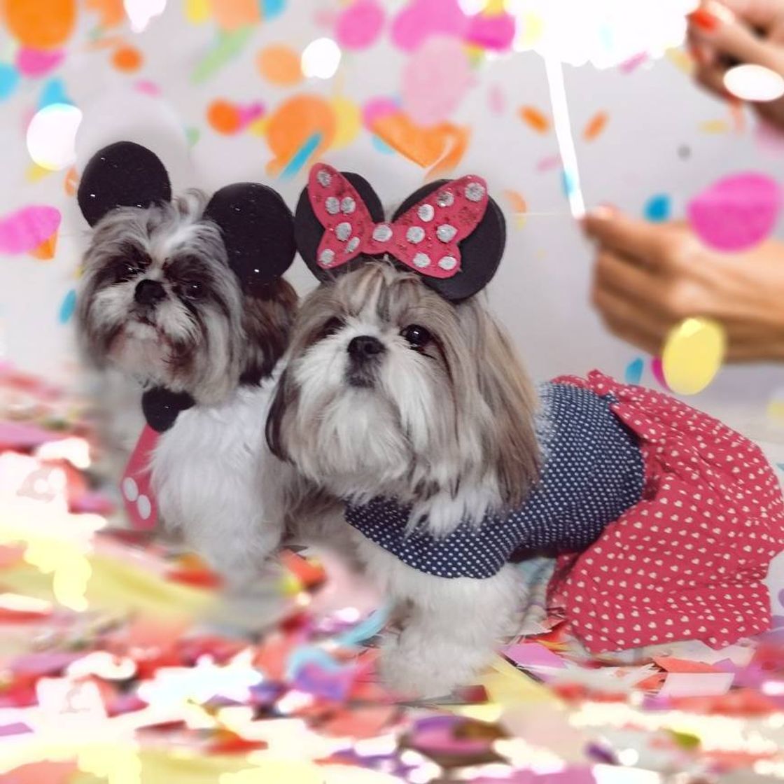 Moda Shih Tzu