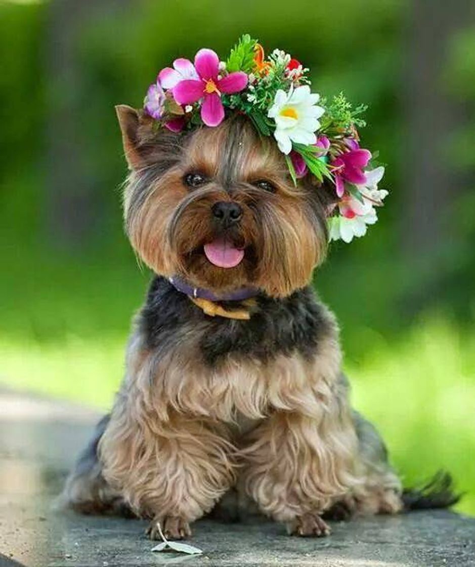 Fashion Cachorro fofoh🦮💐