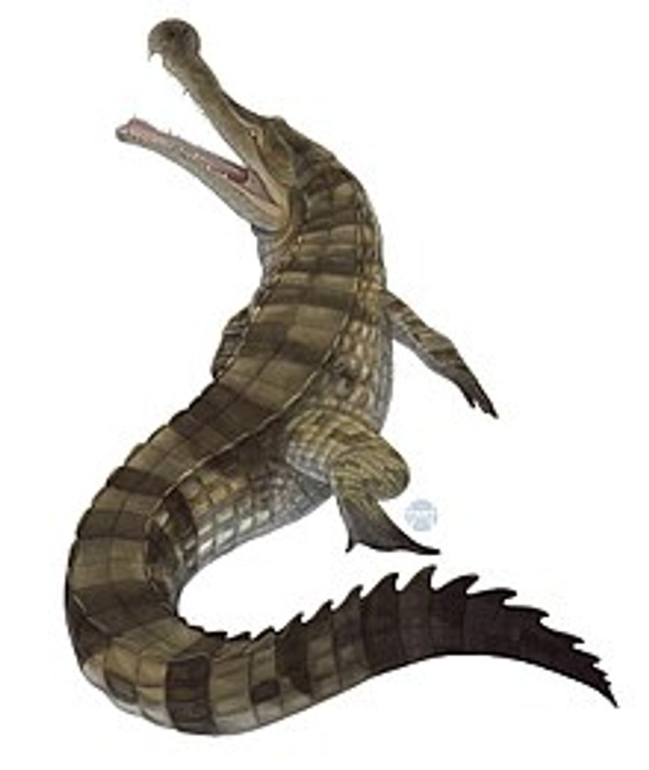 Moda Sarcosuchus