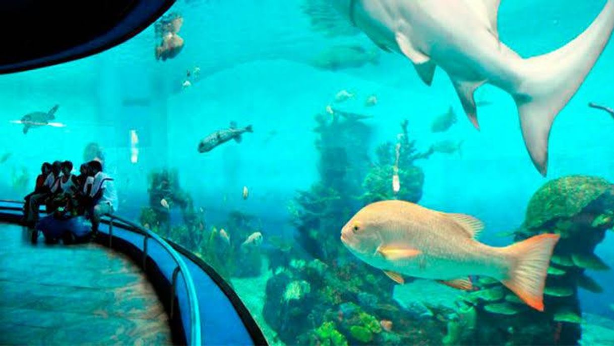 Place Acuario Mazatlán