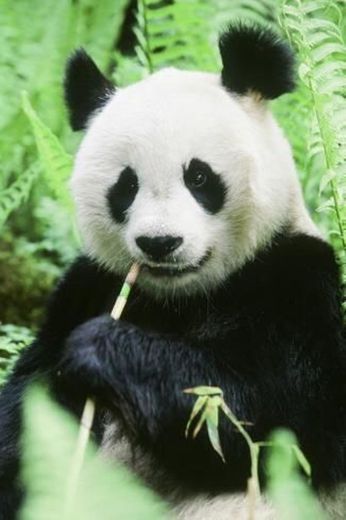 Oso Panda 