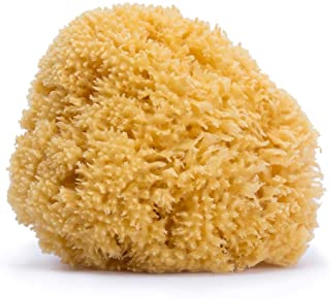 Social Esponja de Mar para Bb