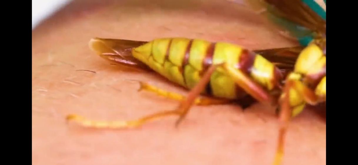 Top 7 insectos 🦟 más peligrosos